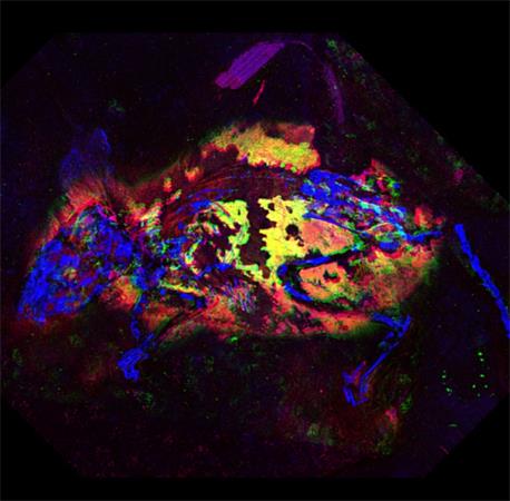 X射线揭示了一只有三百万年历史的化石老鼠的颜色