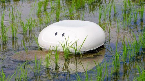 机器人鸭可以防止杂草进入稻田