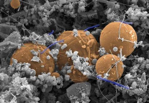 火星微生物可能通过尘埃粒子在地球上传播