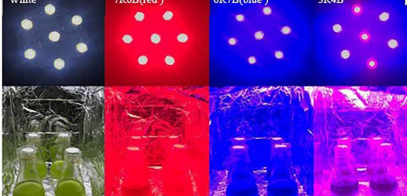 微藻上的彩色LED发光灯可用于下一代生物燃料