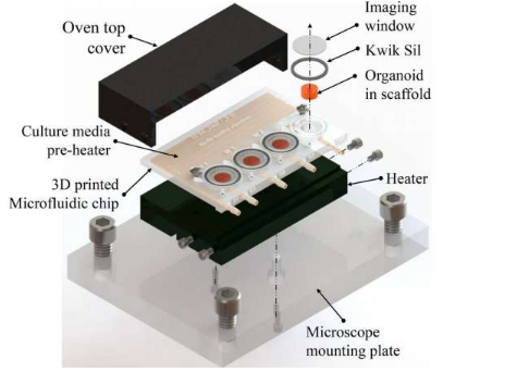 在3D打印的生物反应器中生长的微小大脑