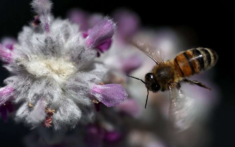 农药对蜜蜂的威胁可能被低估研究