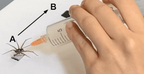 科学家将死去的蜘蛛复活为机器人抓爪