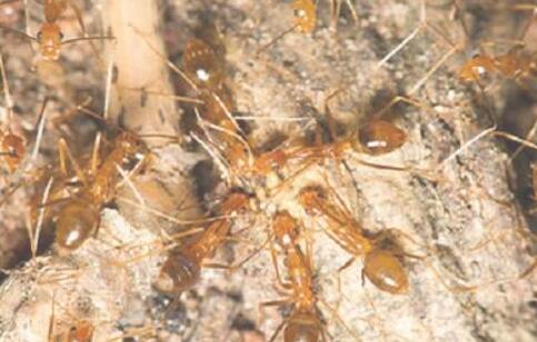 黄色疯蚁雄性有两套DNA