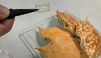 死蟹壳可用于制造更便宜的光学元件