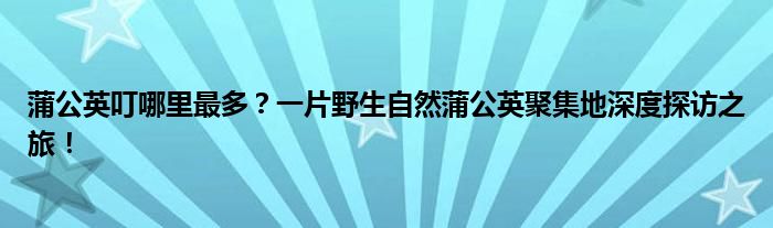 蒲公英叮哪里最多？一片野生自然蒲公英聚集地深度探访之旅！