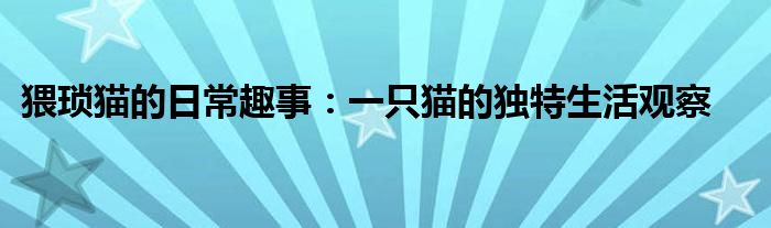 猥琐猫的日常趣事：一只猫的独特生活观察