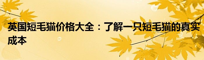 英国短毛猫价格大全：了解一只短毛猫的真实成本
